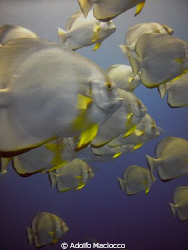 Batfish Schooling, Ras Mohamed National Park by Adolfo Maciocco 
